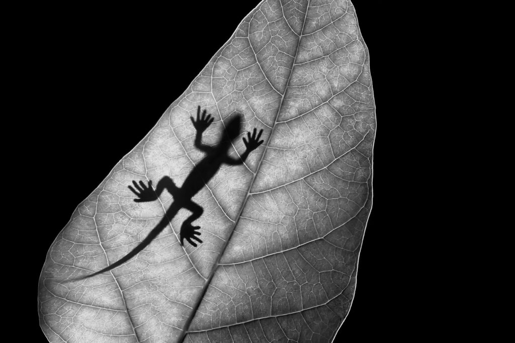 Phantom of Lizard