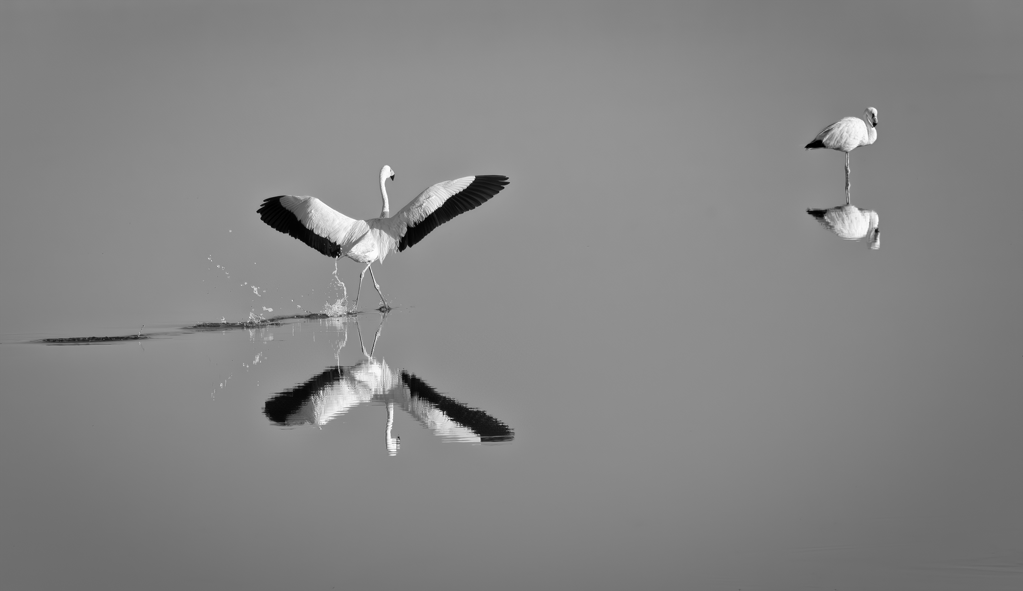 Love in lagoon