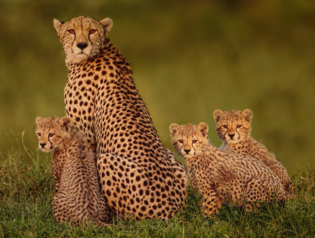 Cheetah family