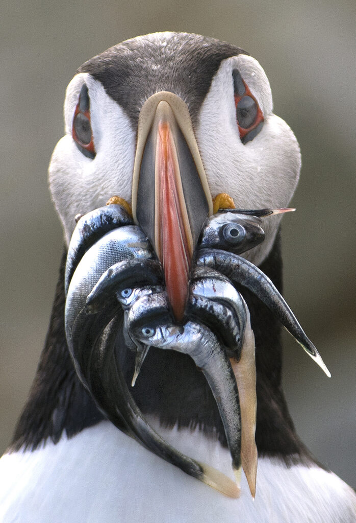 The Puffin Feed