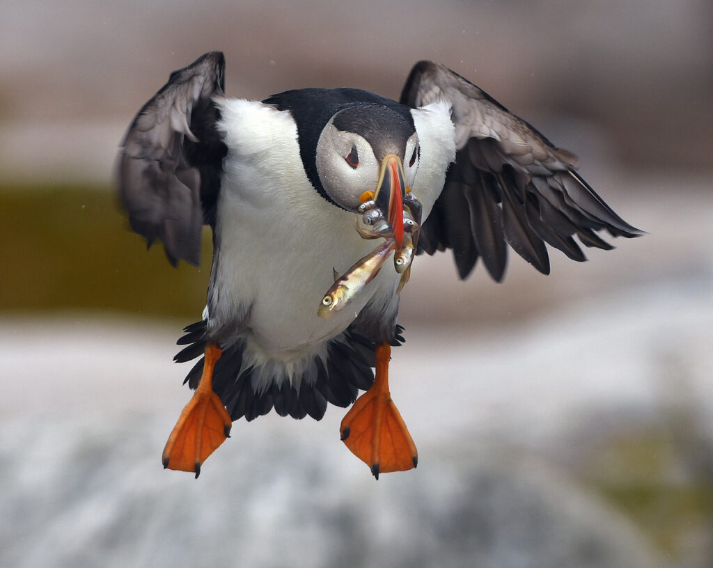 The Puffin Feed
