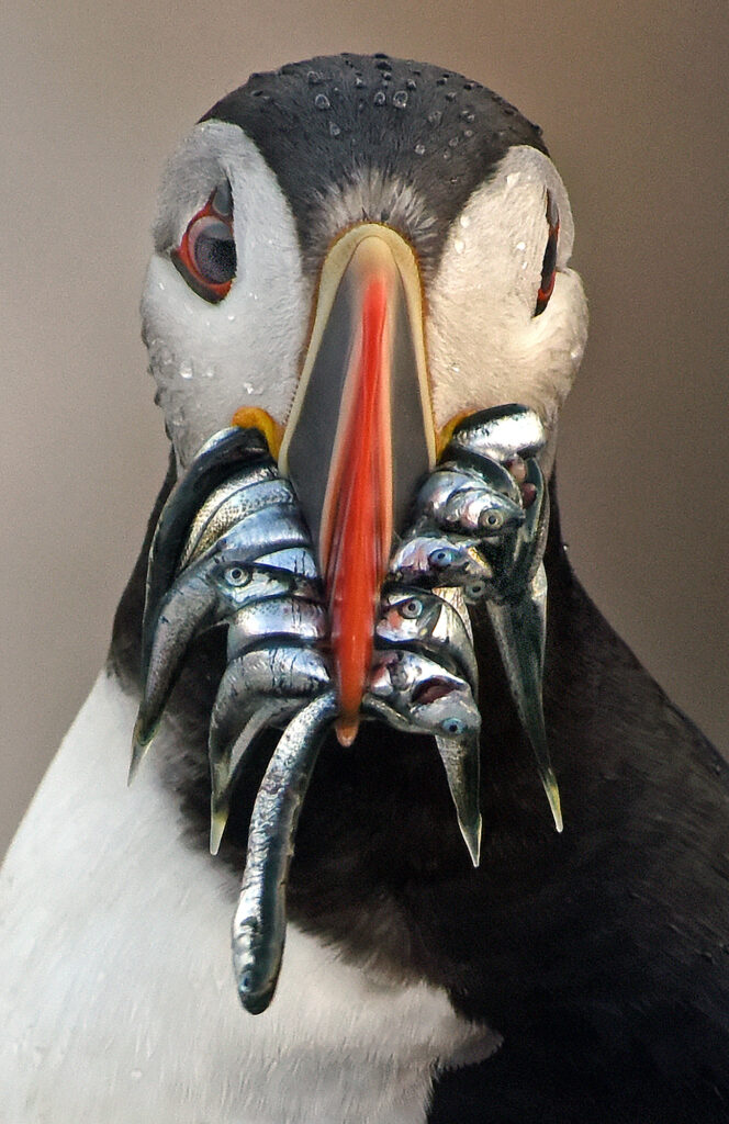 The Puffin Feed