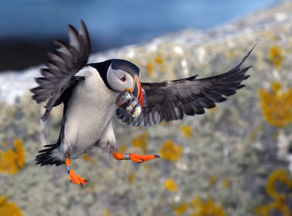 The Puffin Feed