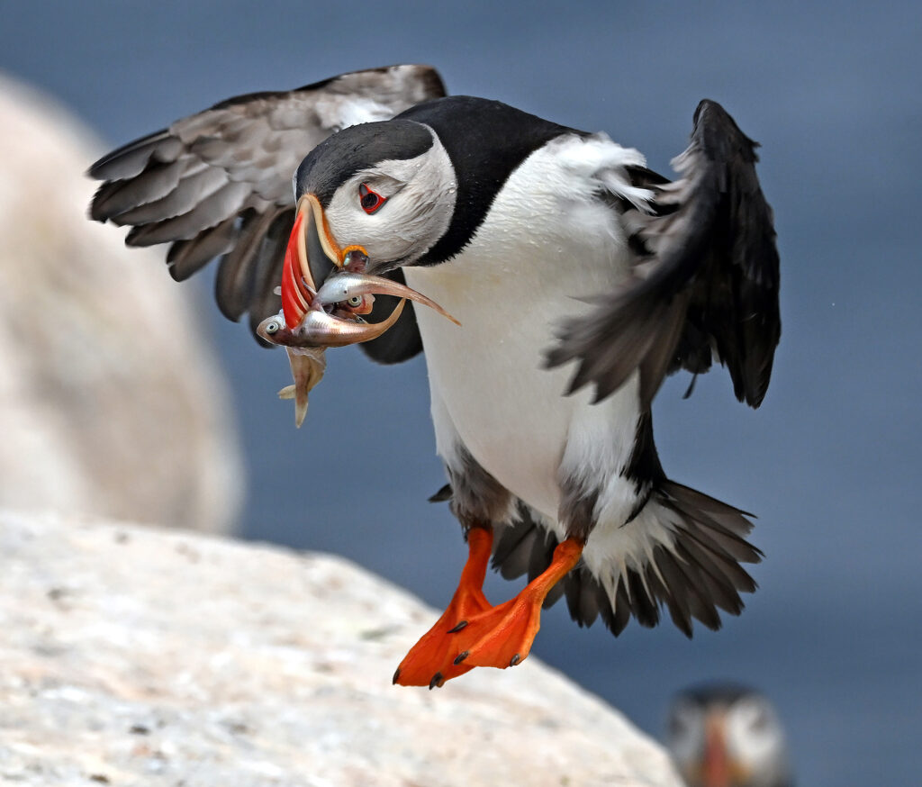 The Puffin Feed