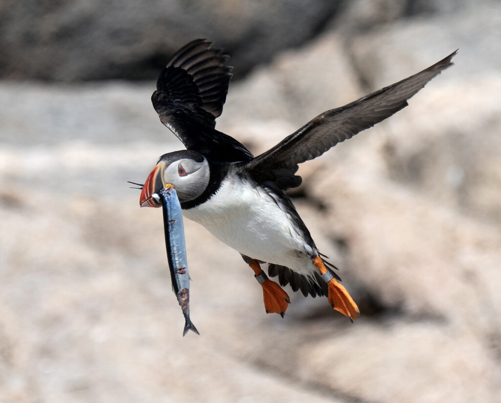 The Puffin Feed
