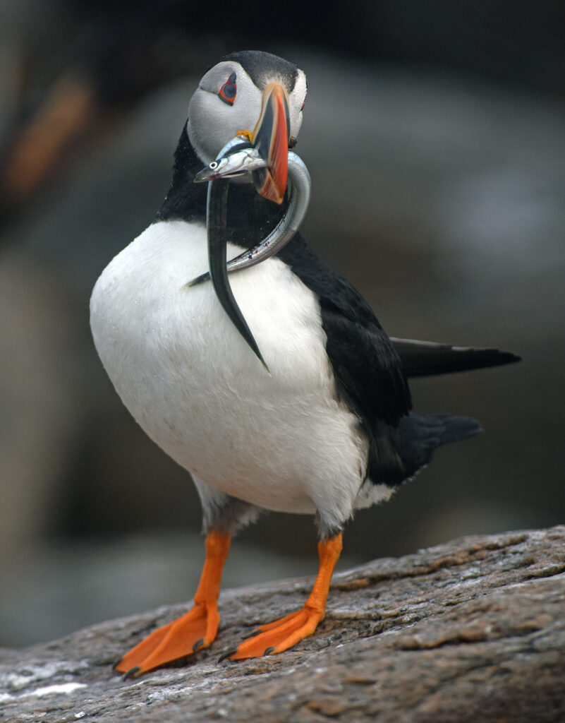 The Puffin Feed