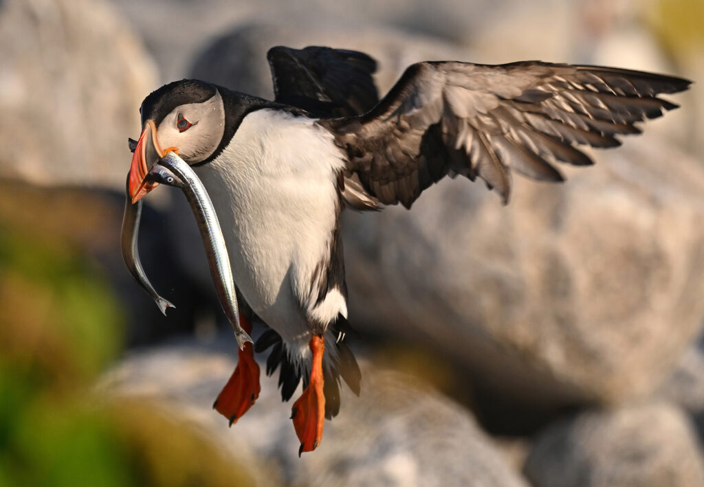 The Puffin Feed