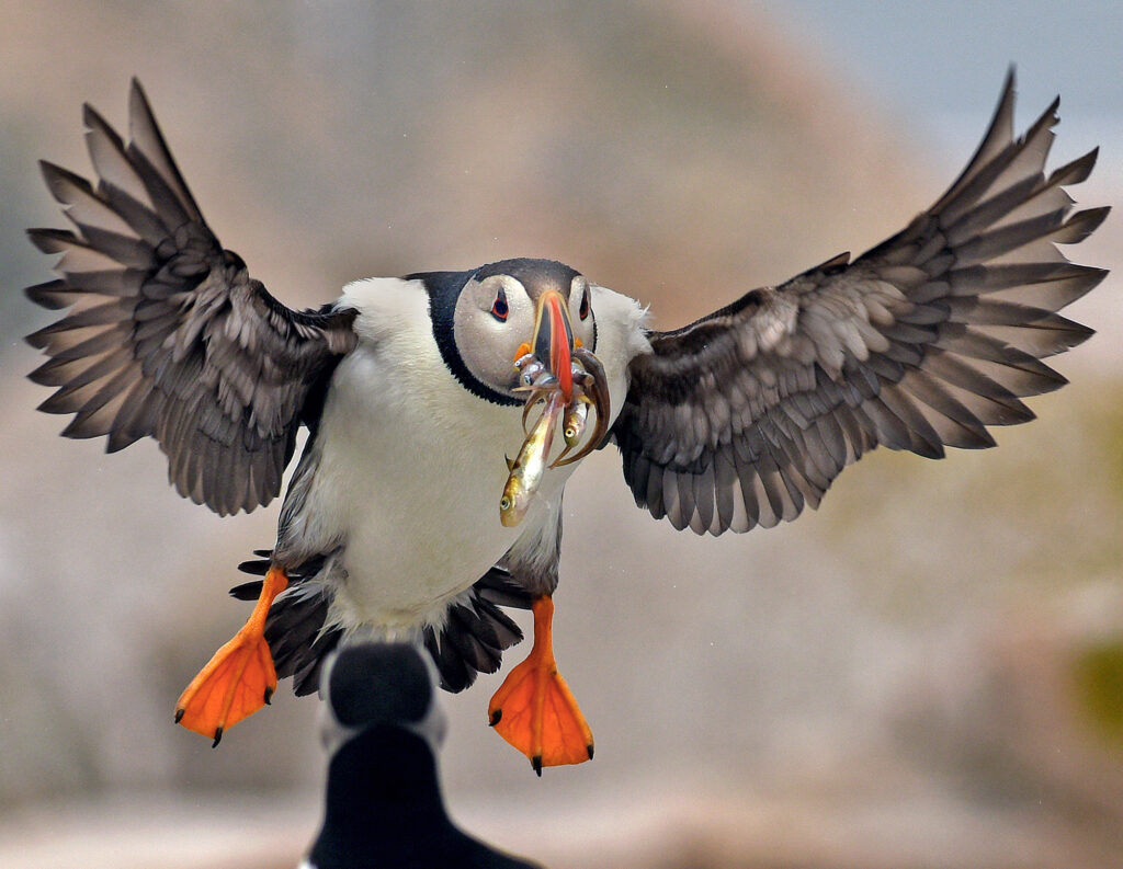 The Puffin Feed