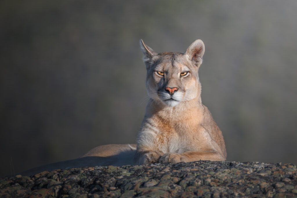 Chile, the Cougar is on the prowl