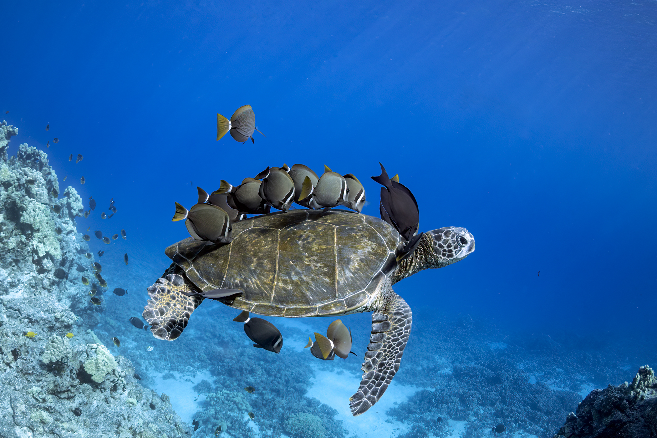 Turtle Cleaners