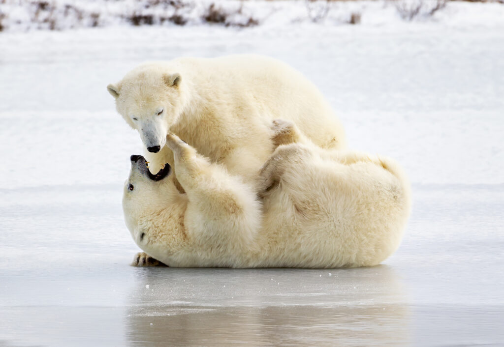 Polar Bear Playing 99