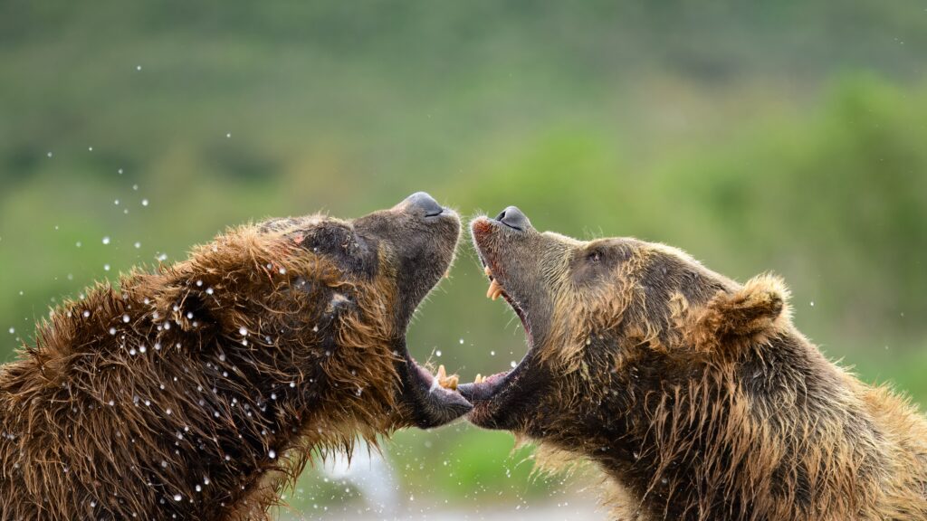 Clash