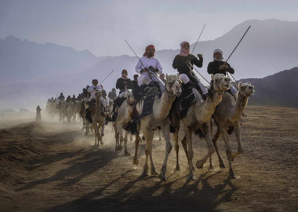Camel herding in Tabuk