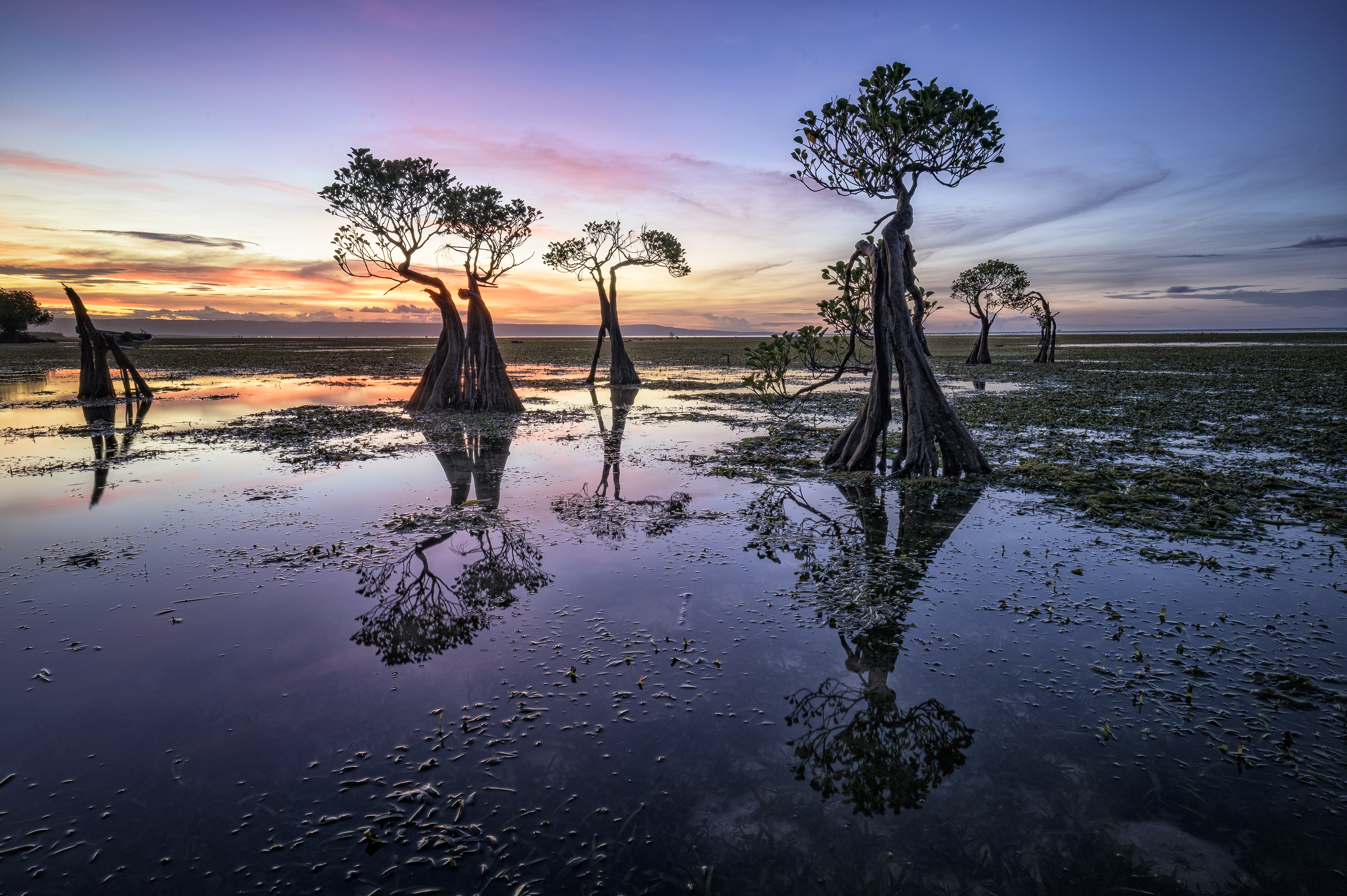 Dancing trees
