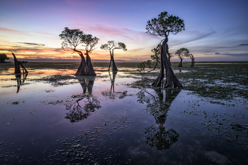 Dancing trees