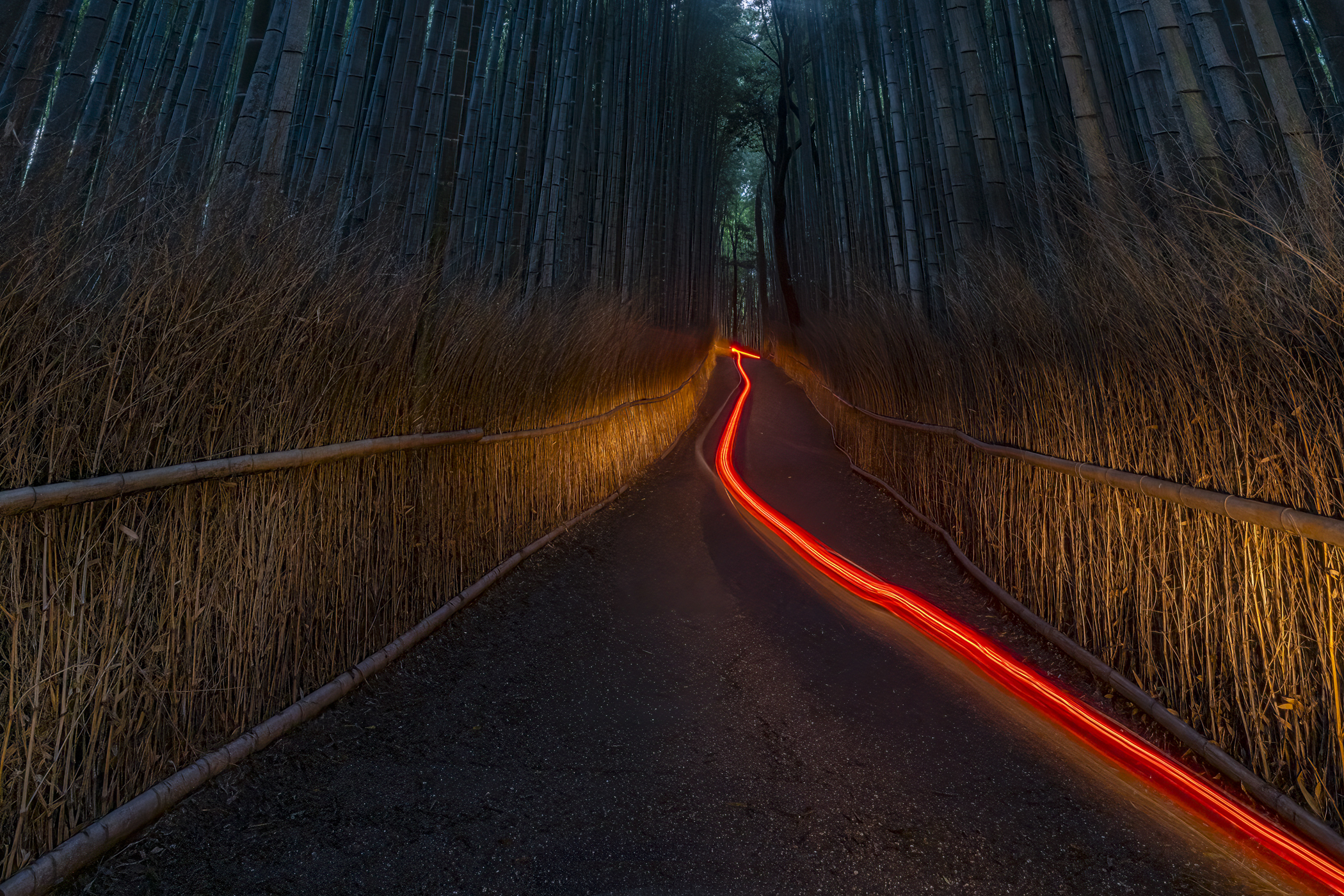 Bamboo Forest Streaker