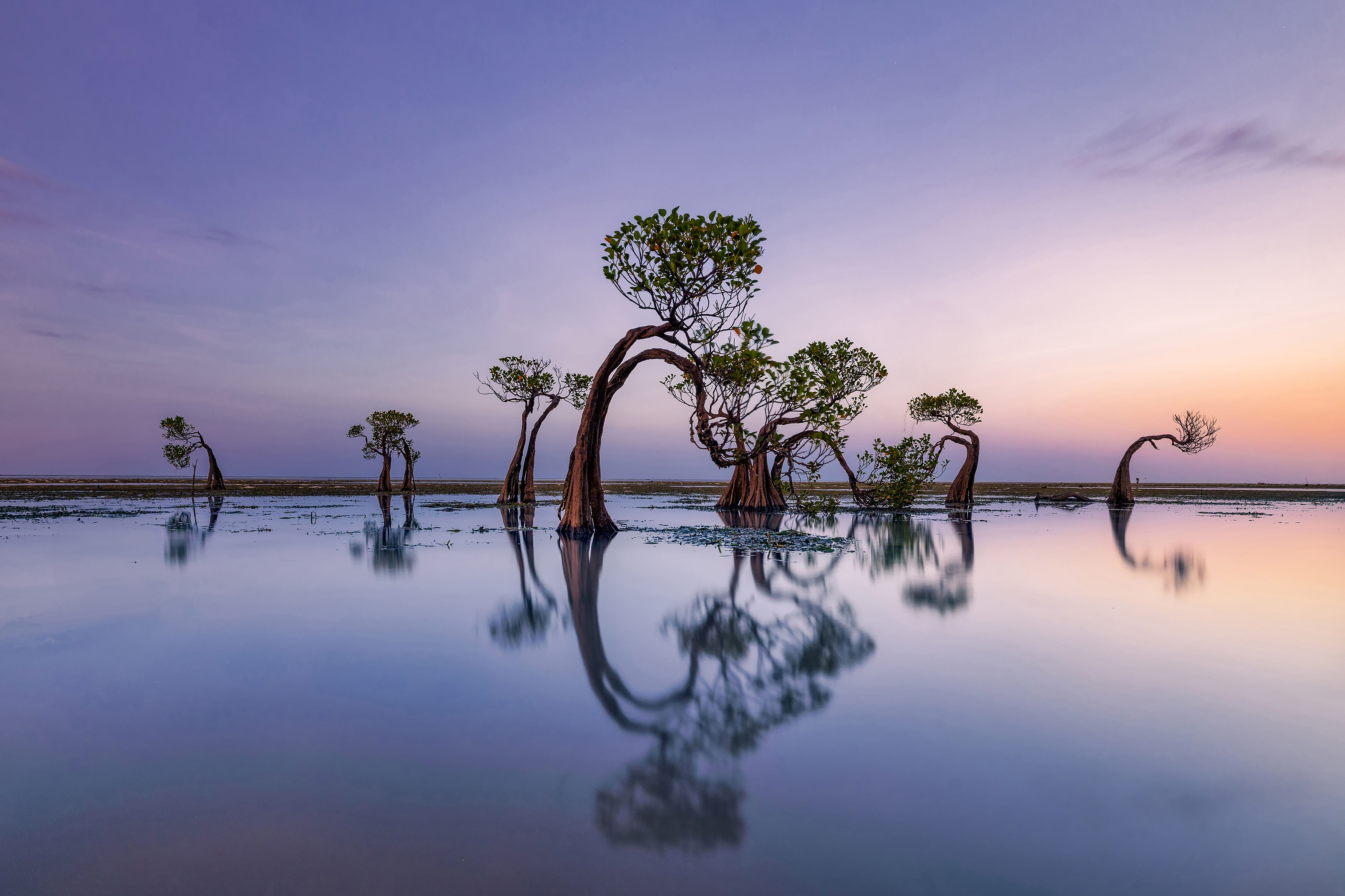 Dancing trees
