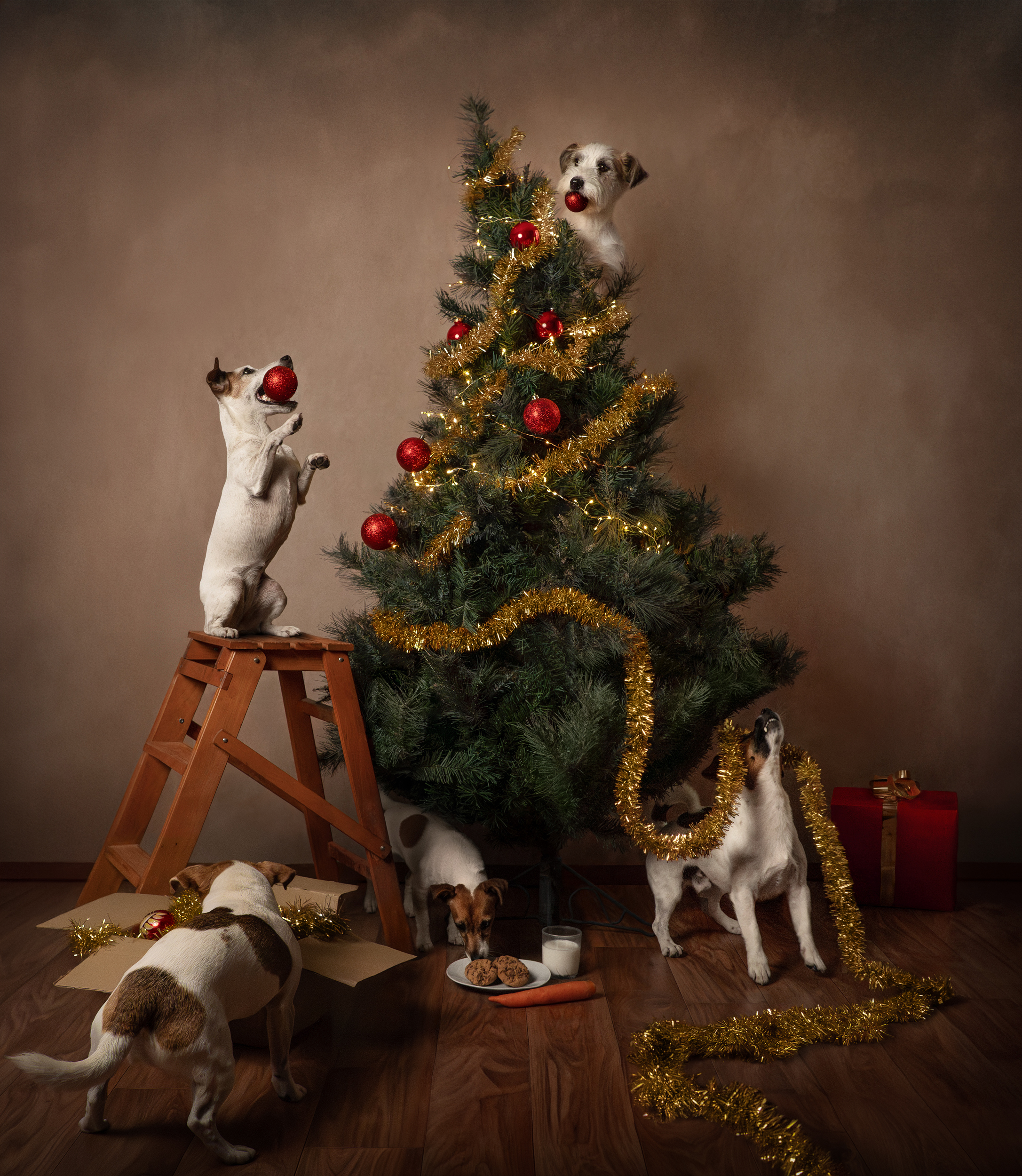 Animal Theater