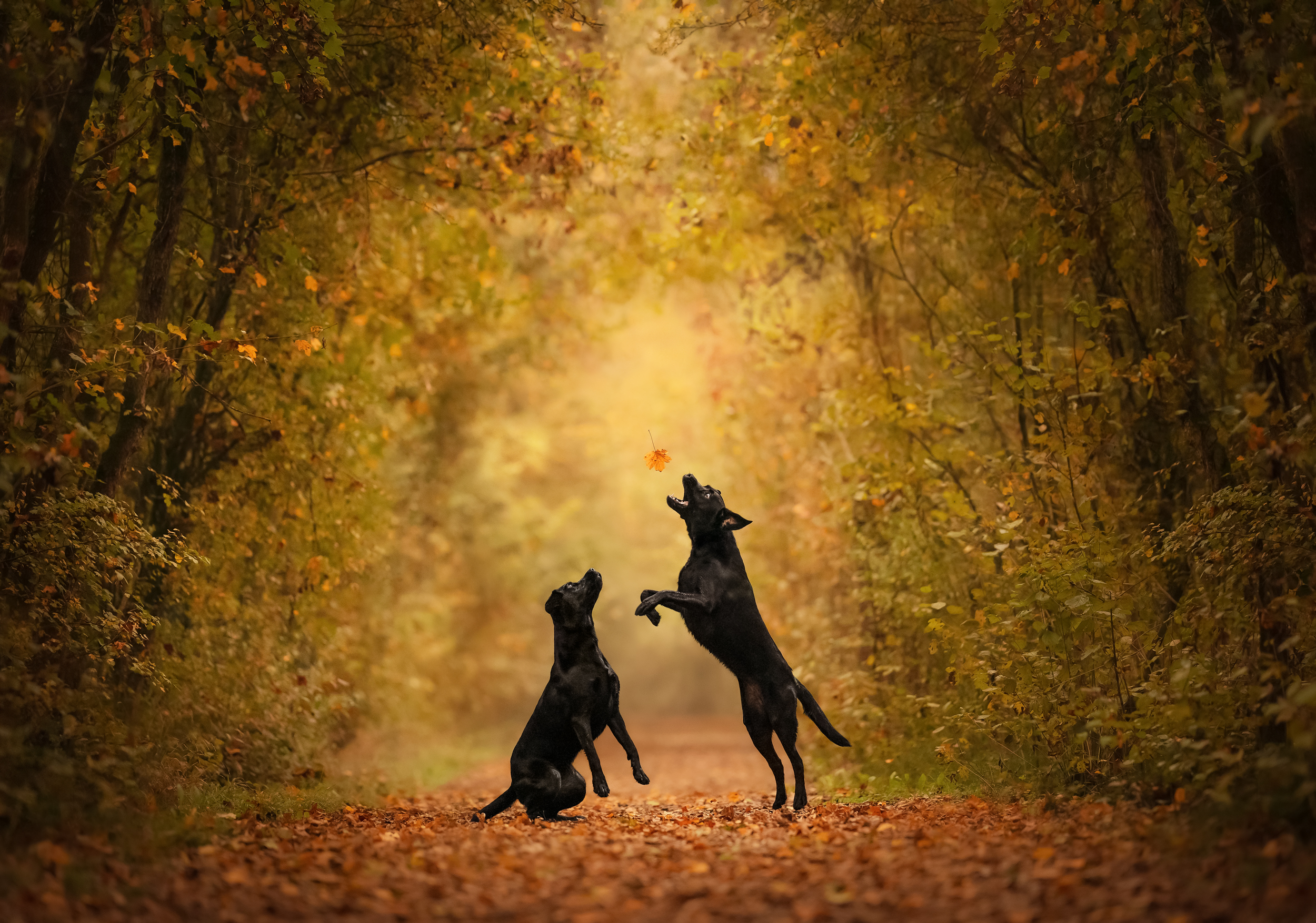 Animal Theater