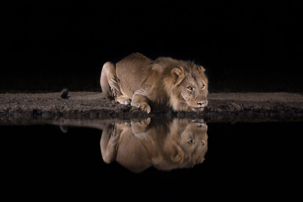 Reflections in the Night