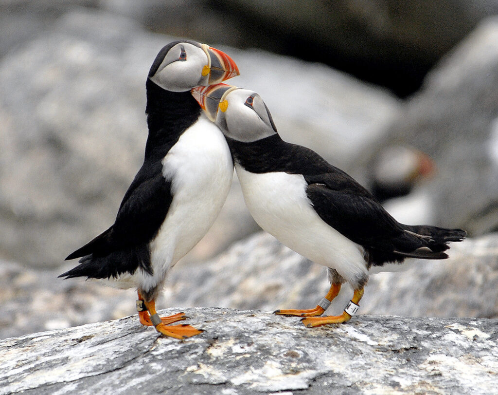 Puffinuzzle