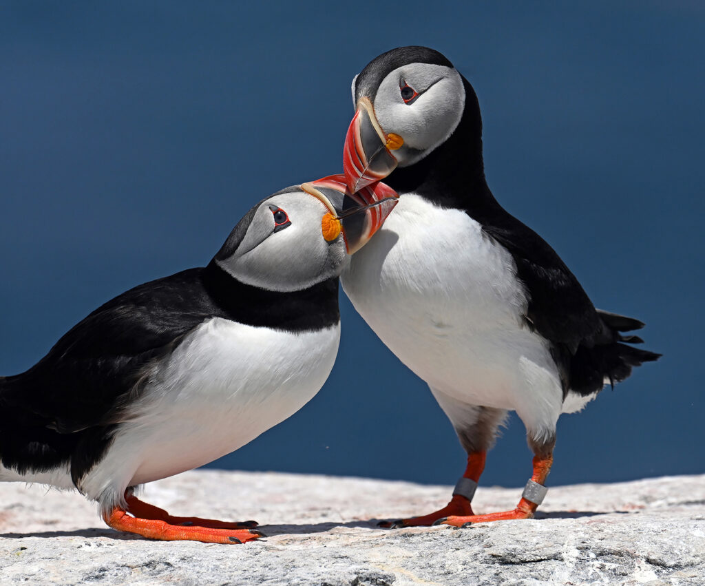 Puffinuzzle