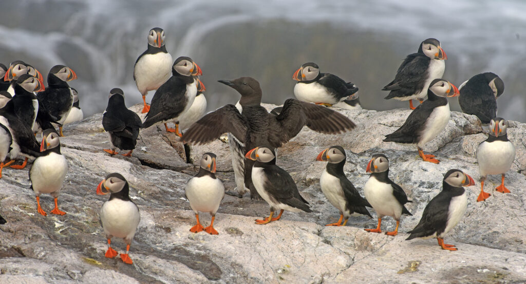 Puffinuzzle