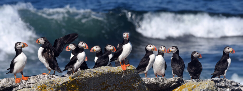 Puffinuzzle