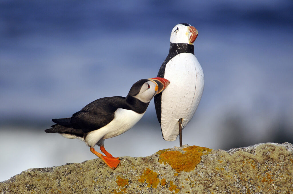 Puffinuzzle