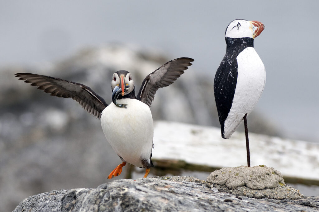 Puffinuzzle