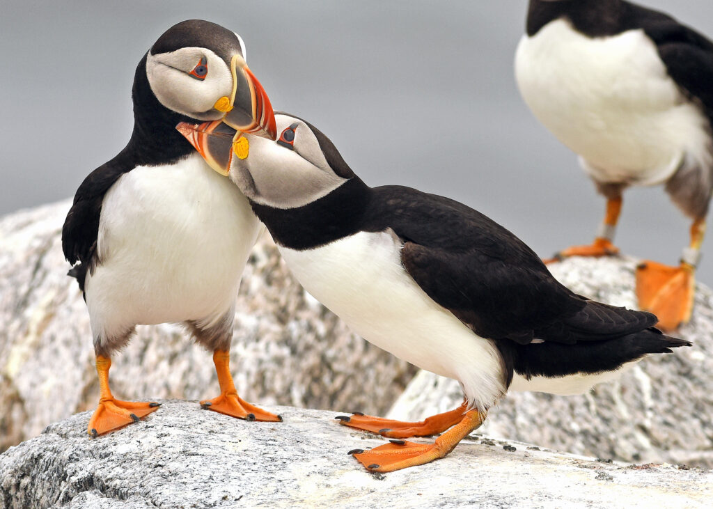 Puffinuzzle