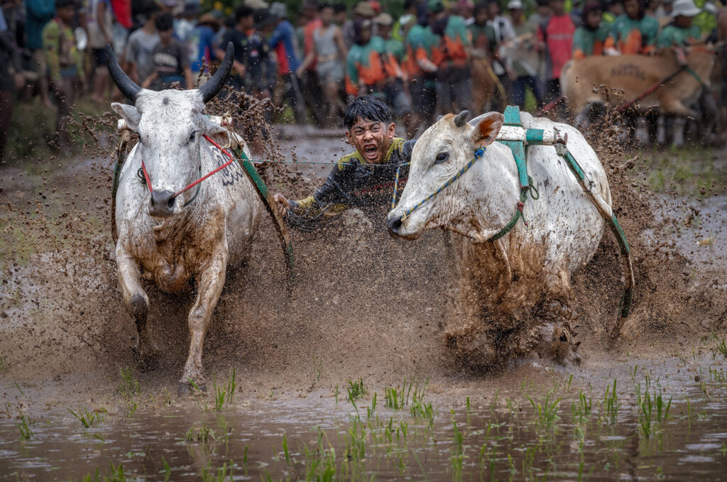 Cow Race Festival