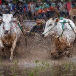 Cow Race Festival