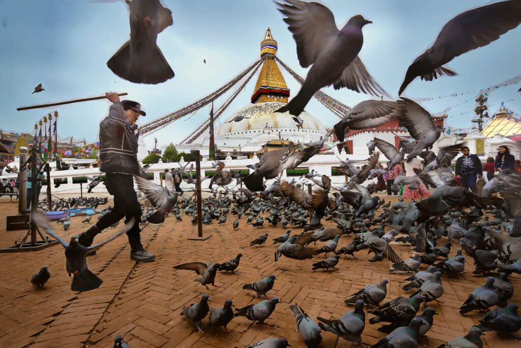 Pigeon Warden
