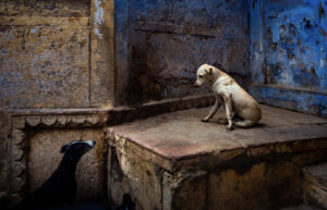 India e Giappone