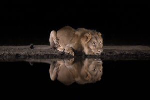 Reflections in the Night