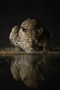 Reflections in the Night