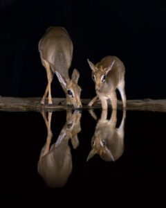 Reflections in the Night