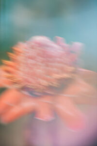 Botanical Dreams