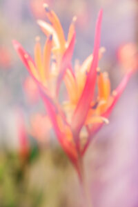 Botanical Dreams
