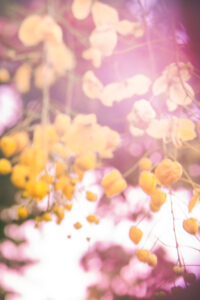 Botanical Dreams