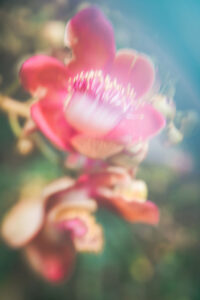 Botanical Dreams