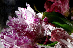 Ice / Water: States of Transformation