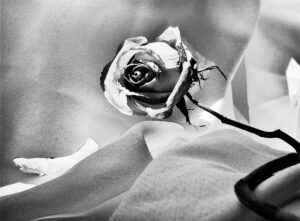 After the Roses Fade