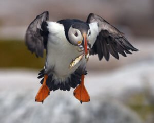 Puffinuzzle