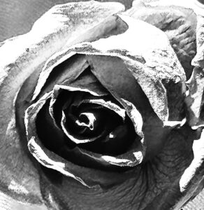 After the Roses Fade