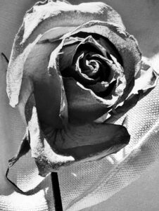 After the Roses Fade