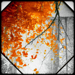 Spectral Fields