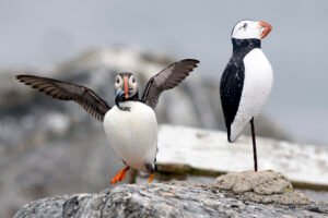 Puffinuzzle