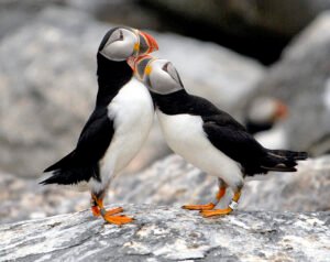 Puffinuzzle